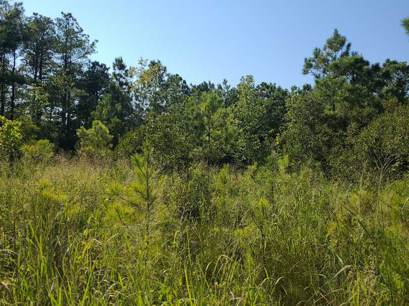 11.055ac dorchester marsh