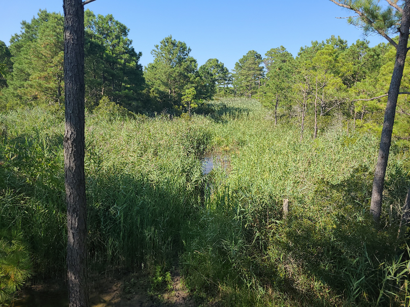 11.055ac dorchester marsh (2)