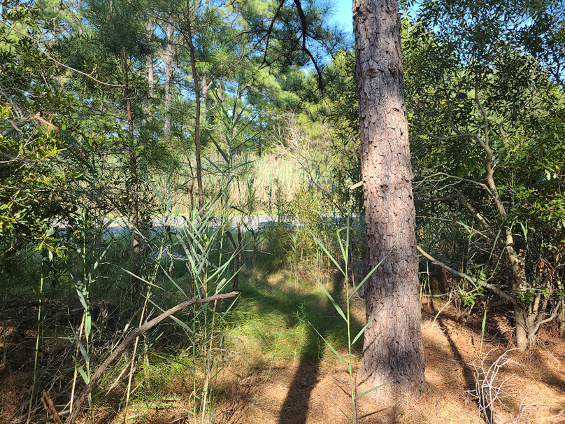 11.055ac dorchester sikatrails