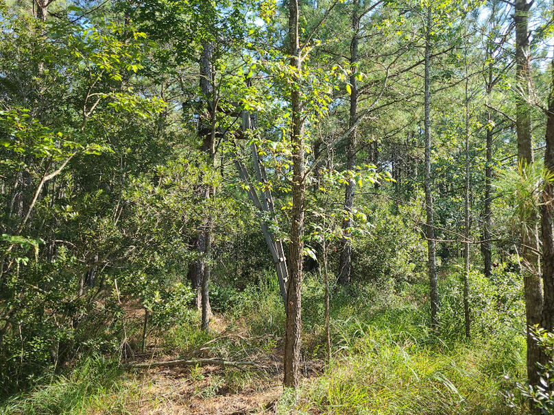 11.055ac dorchester wooded