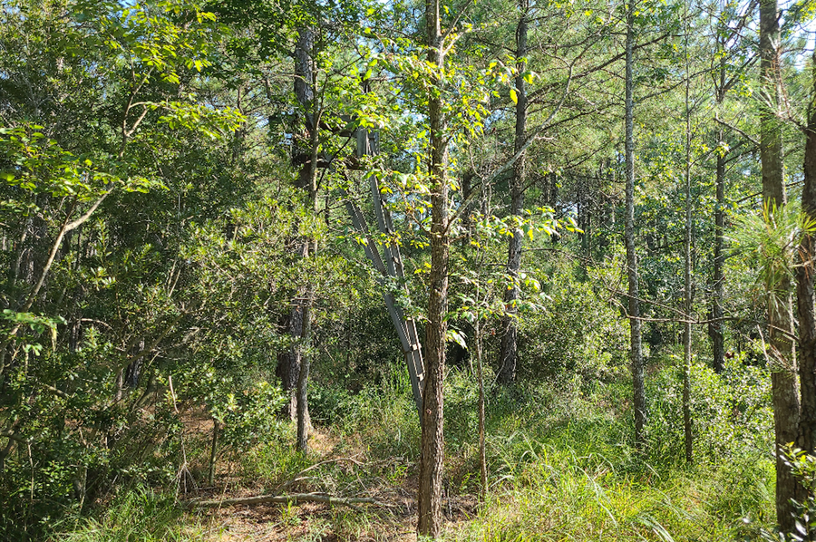 11.055ac dorchester wooded