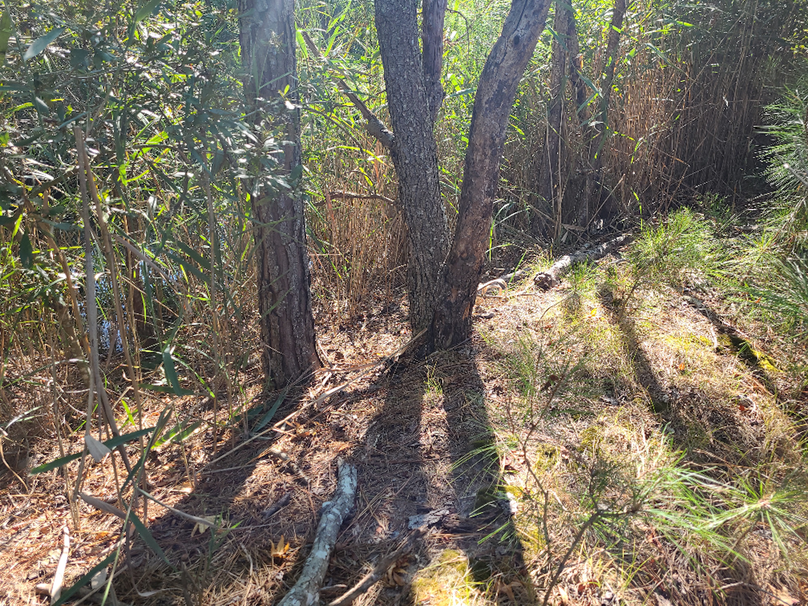 11.055ac dorchester woods