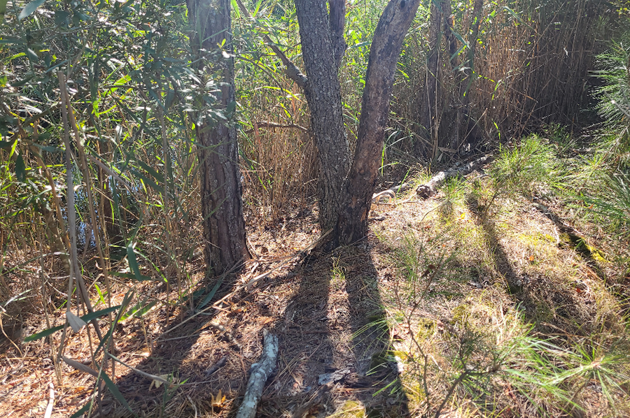 11.055ac dorchester woods