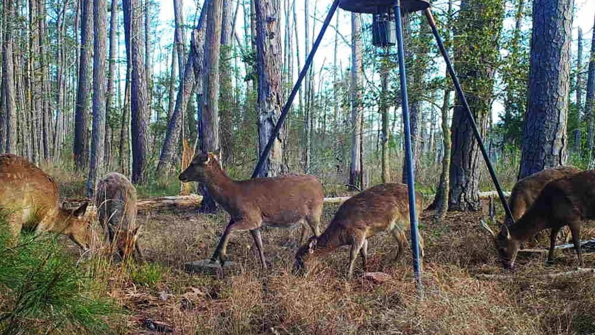 Levee Marsh Sika Deer Hunting Property For Sale On Maryland's Eastern