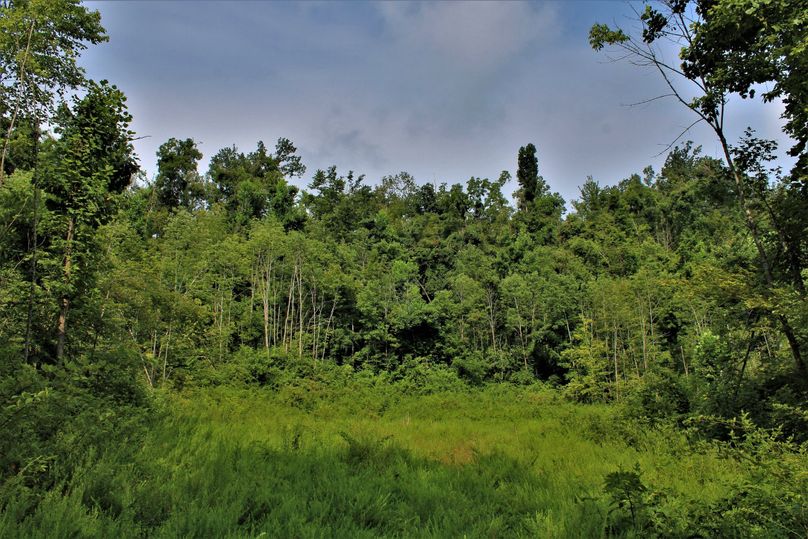 003 great clearing for a cabin home seat