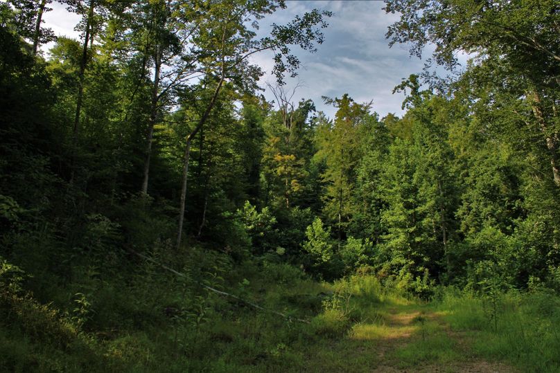 007 another great clearing for a cabin seat