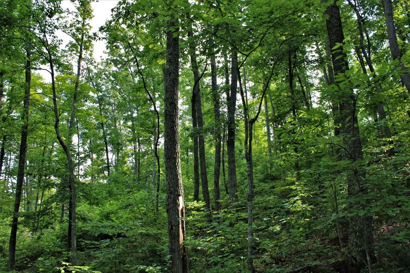 004 nice mix of mature and young timber