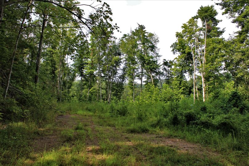 005 another nice clearing looking over the valley