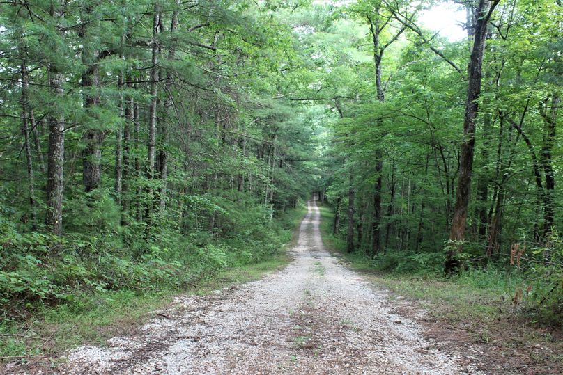005 view of the driveway leading south toward the cabin
