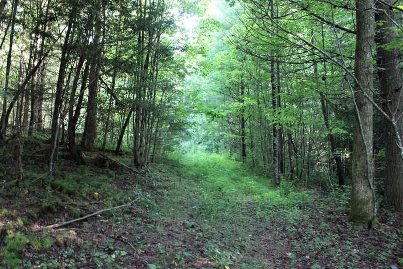 008 one of the old roads leading south through the hemlocks
