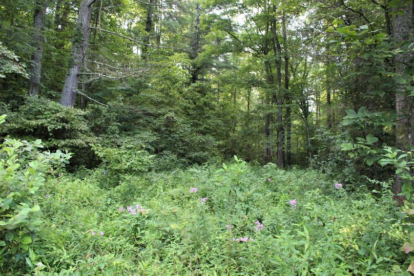 014 field area transitioning into mature forest
