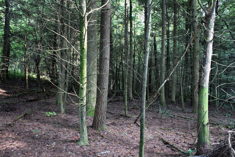 018 hemlock forest along the west boundary stream
