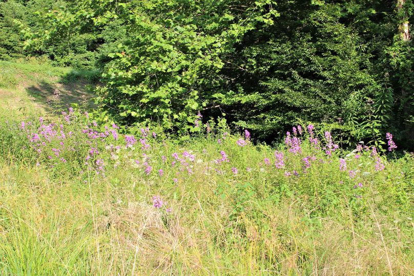 020 beautiful stand of wildflowers below the dam of the pond