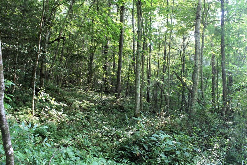 022 forested west facing slope