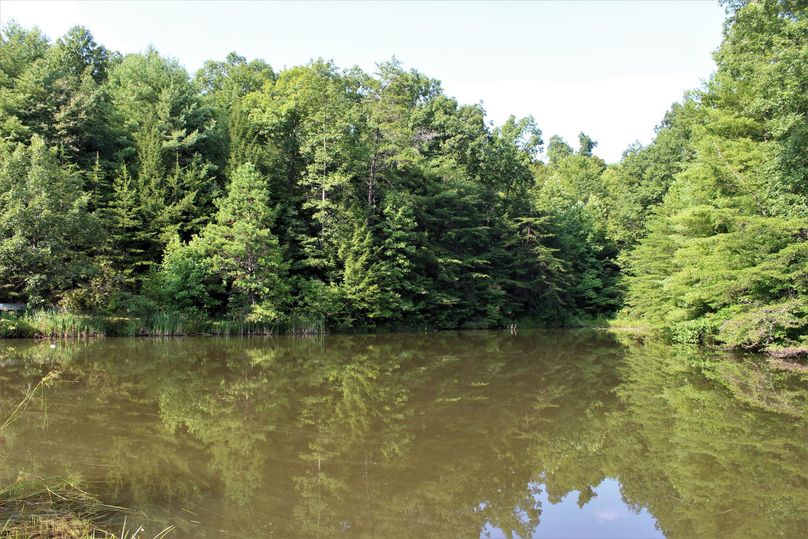 024 the 1 2 acre stocked pond ready for some fishing