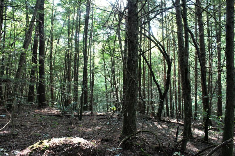 030 hemlock forest near the south central ridge top