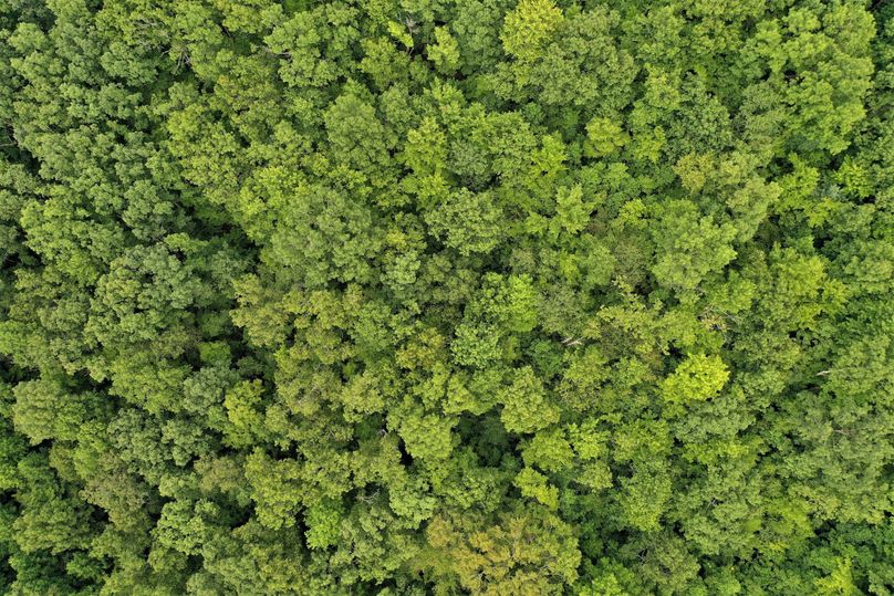 025 straight down aerial view of the canopy near the middle of the property