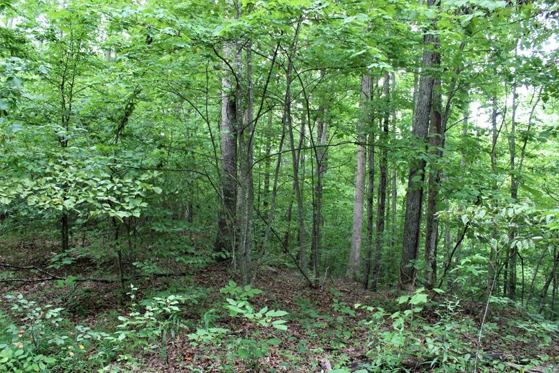 023 forested sloping point leading off into the valley