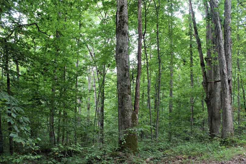 016 forested south facing slope in the north portion of the property