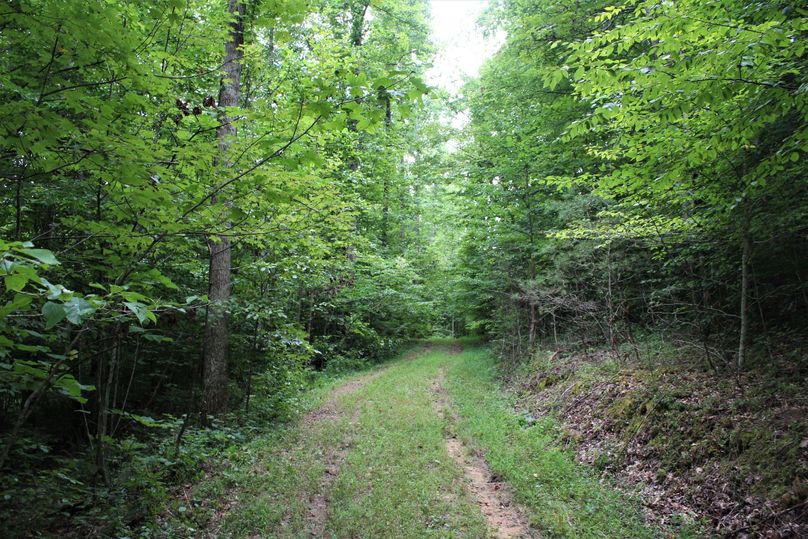 020 another of the well groomed and maintained forest roads