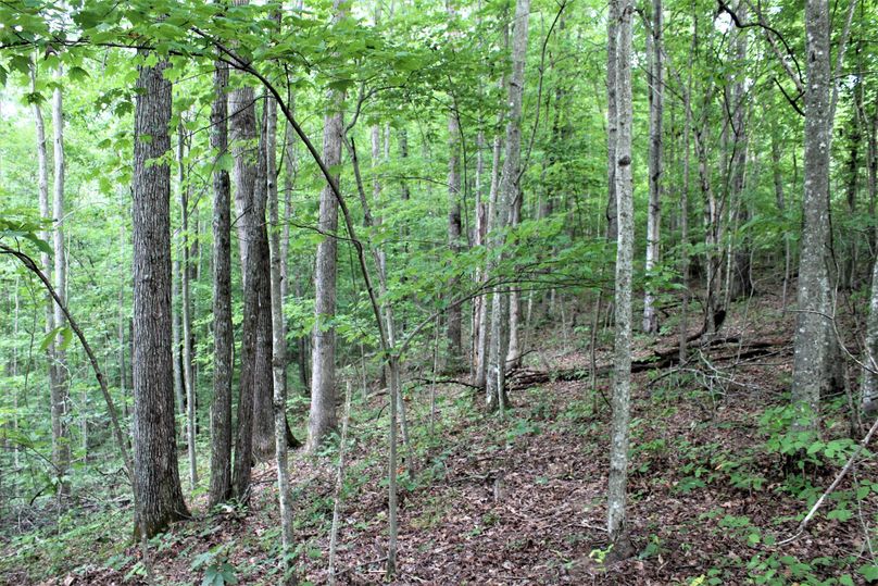 008 hardwood ridge point and east facing slope