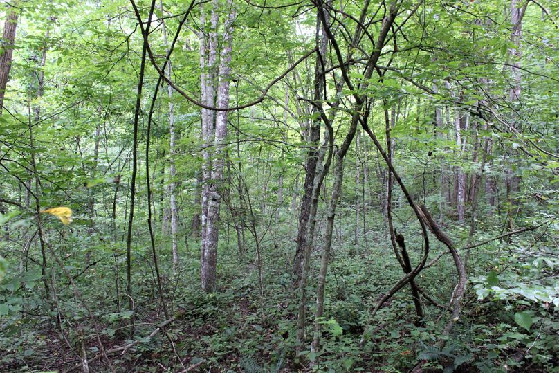 018 tangle of wild grape vines near a ridge in the south part of the property