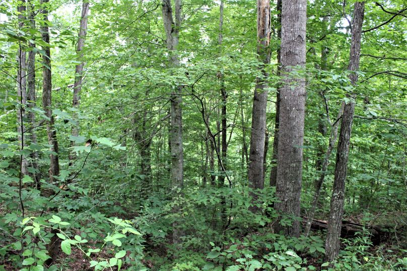 030 forested slope near the blue line stream near the middle of the property