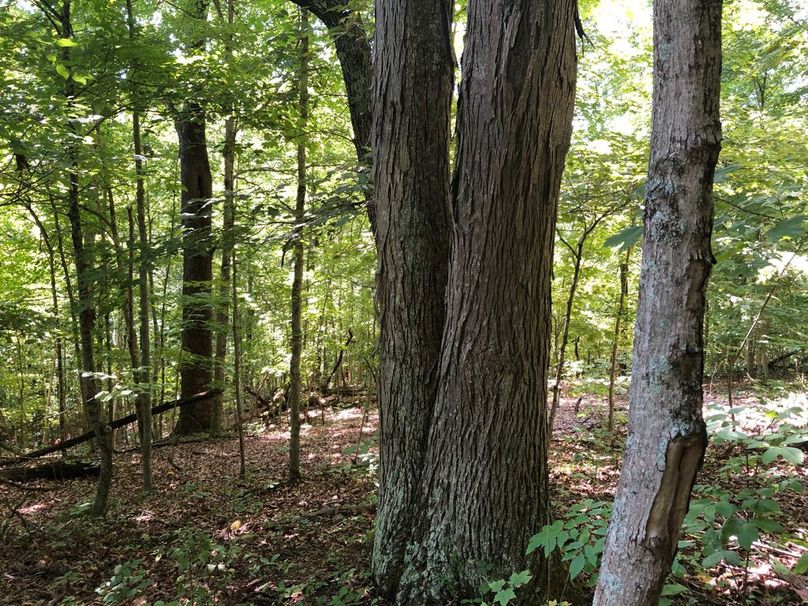 Cf185ee0-ebbc-4e03-ae88-6aa474466c2d 1 105 c