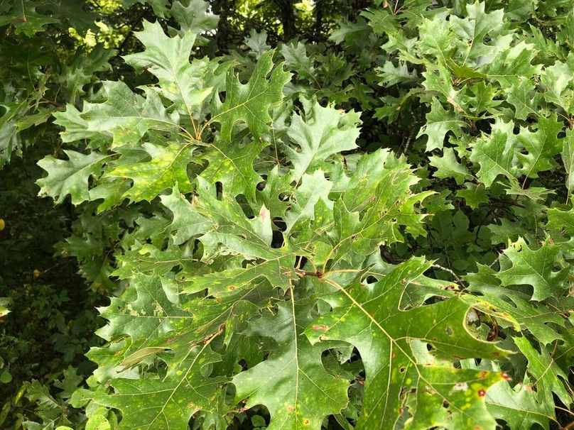 Cfc612cb-cc0d-41f6-8f48-d05cf841cf1d 1 105 c