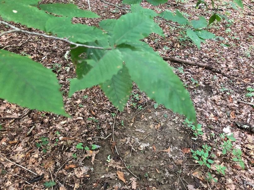 F1860f59-89ec-4549-8a15-b0cf80bb044e 1 105 c