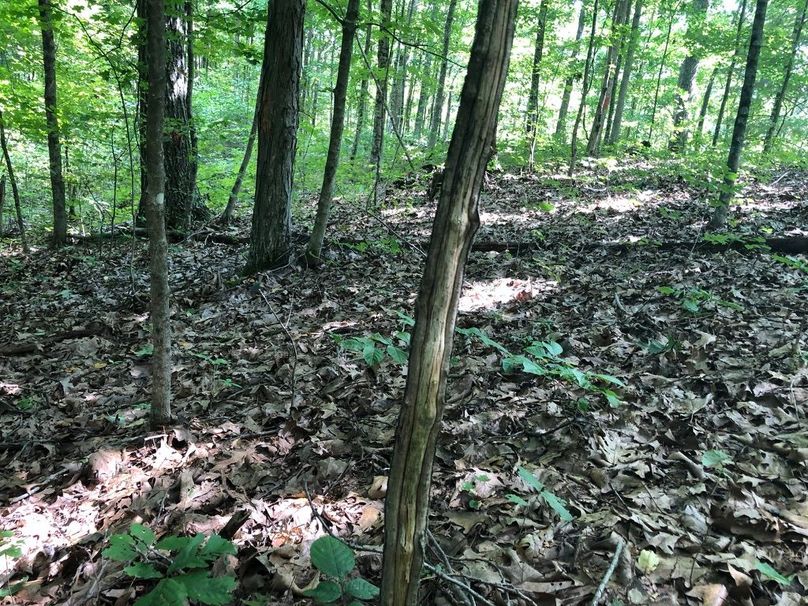 01935b44-ab19-4d62-854e-77b53cf4d70d 1 105 c