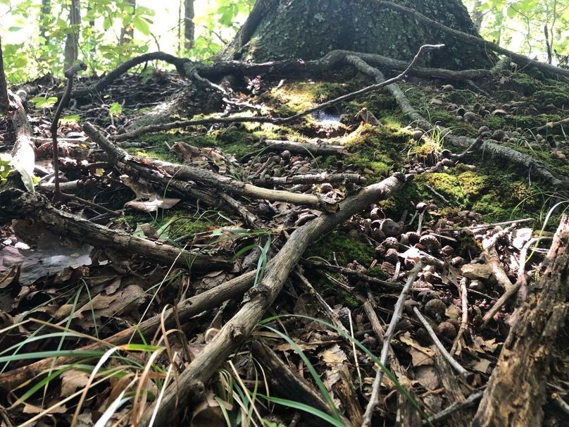 13183cba-451c-4ae2-bb25-ea006ccbcbbd 1 105 c