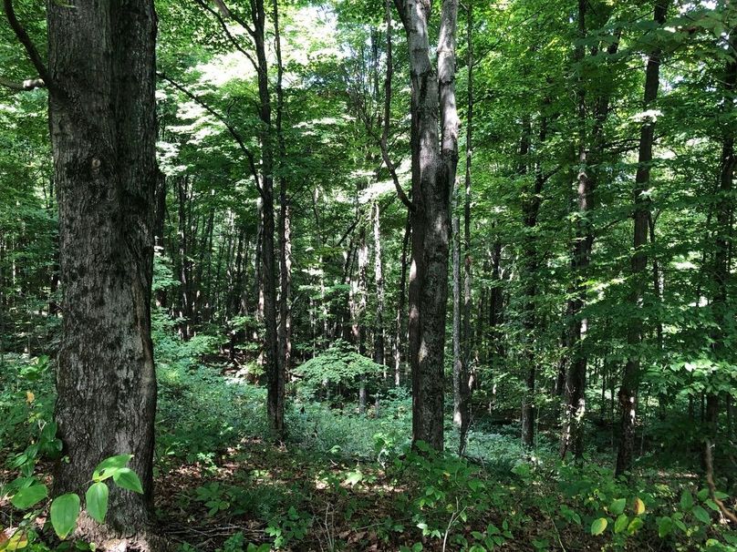 264465e1-e869-41cd-93fa-f1773a333b63 1 105 c