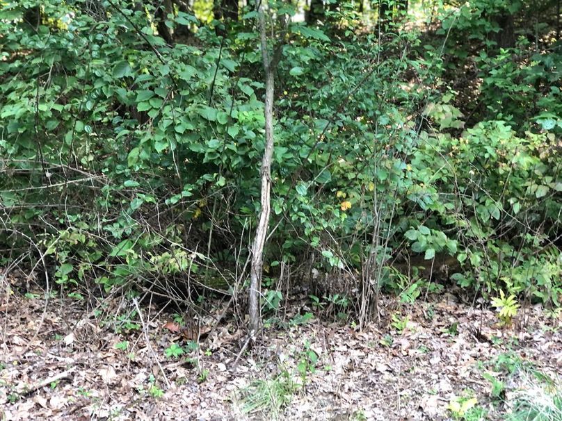 3c9476ba-99ea-4d88-a54c-55e349eb9132 1 105 c