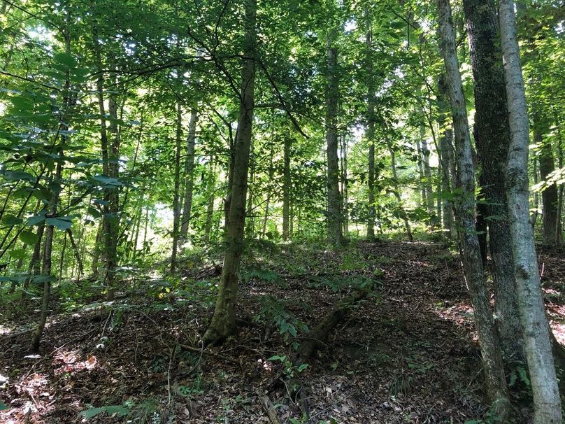 5ccb1f8d-d4f6-4a43-9666-7dd63cf354e8 1 105 c