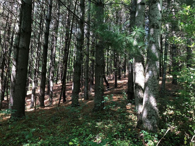 787000ce-a440-42d9-911f-35436583d900 1 105 c