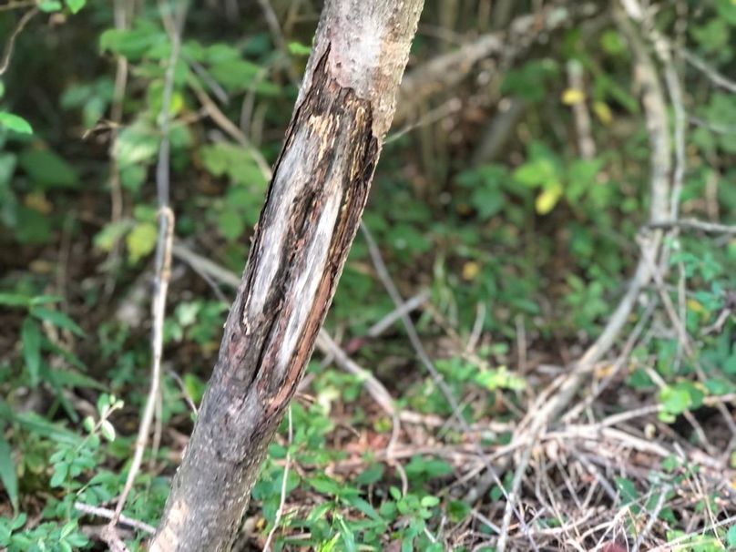 7ff0eeed-7793-4d2d-ab74-16214c25721b 1 105 c