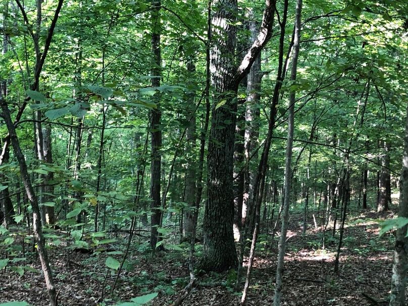 853c09ff-c6e9-4237-b870-dd38bc403f57 1 105 c