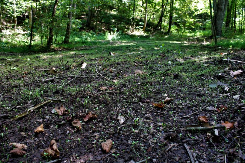 013 nice food plot taking growth tucked back into the timber