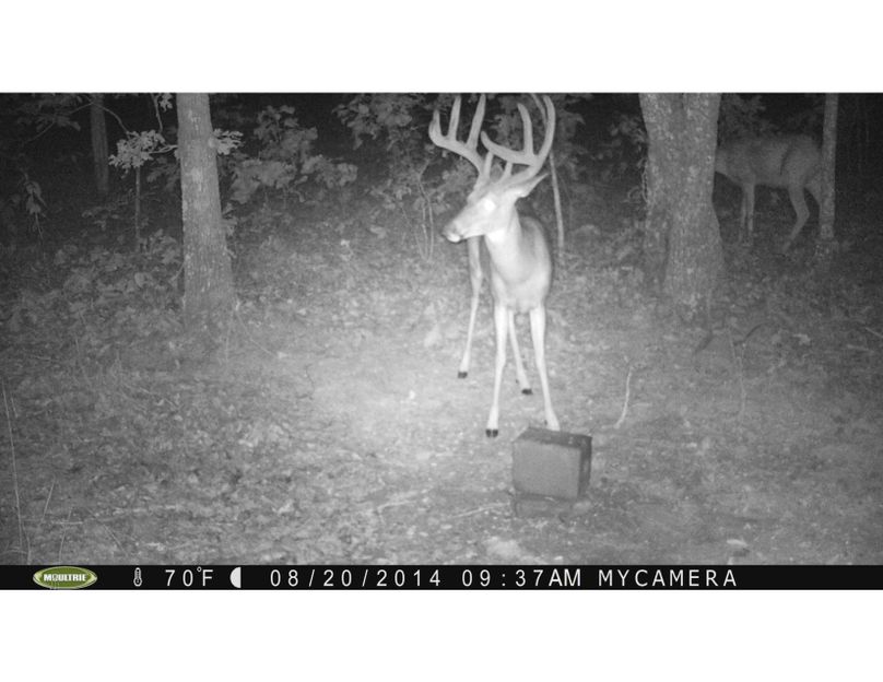 Tex 157 deer 1 copy