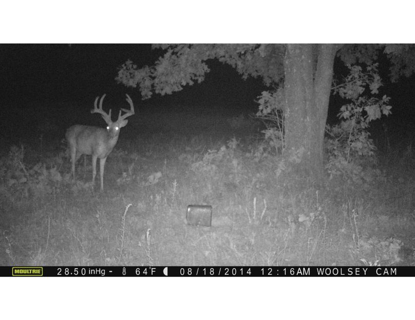 Tex 157 deer 2 copy