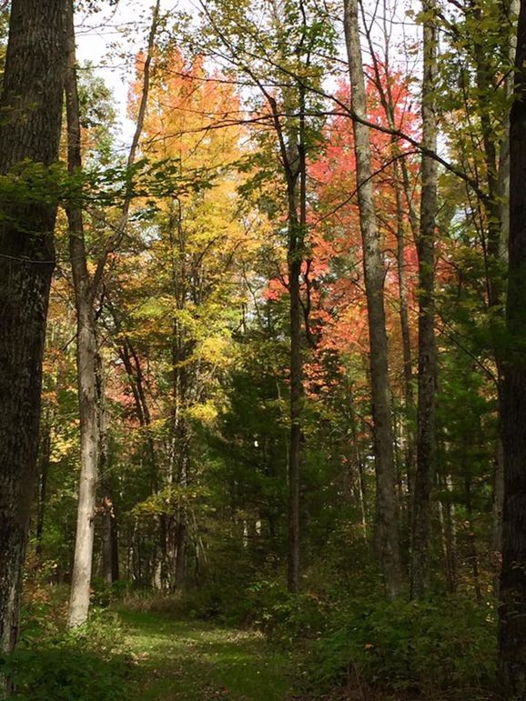 Chippewa52.85gilles-011