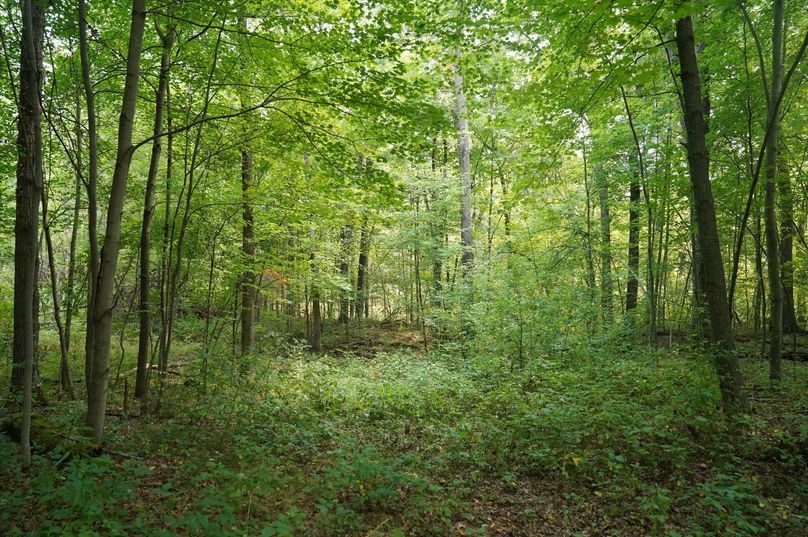 Chippewa52.86gilles-009