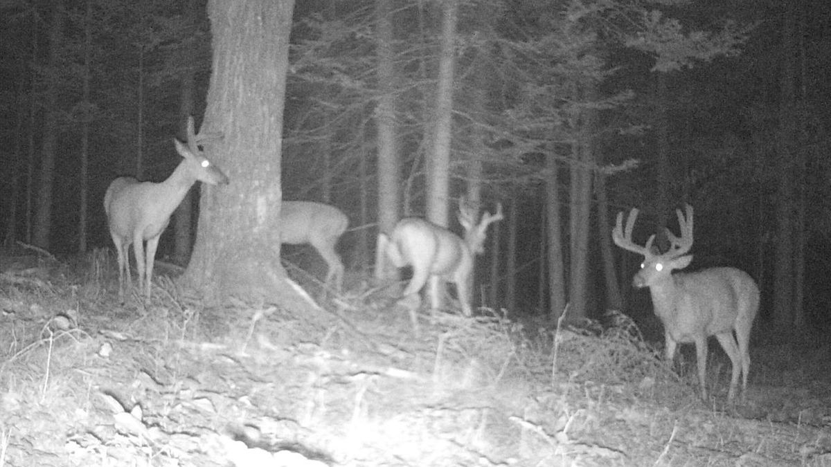 Prime Hunting Land In Big Buck Country Near Tigerton Whitetail Properties