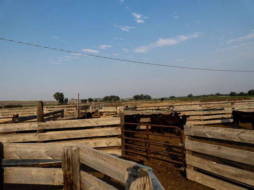 Cattle system