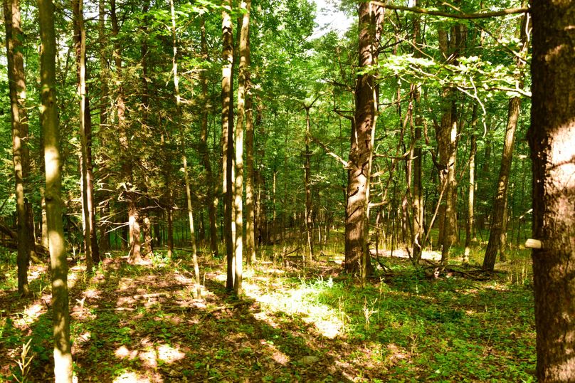 Chemung 285.49 rockefeller 35