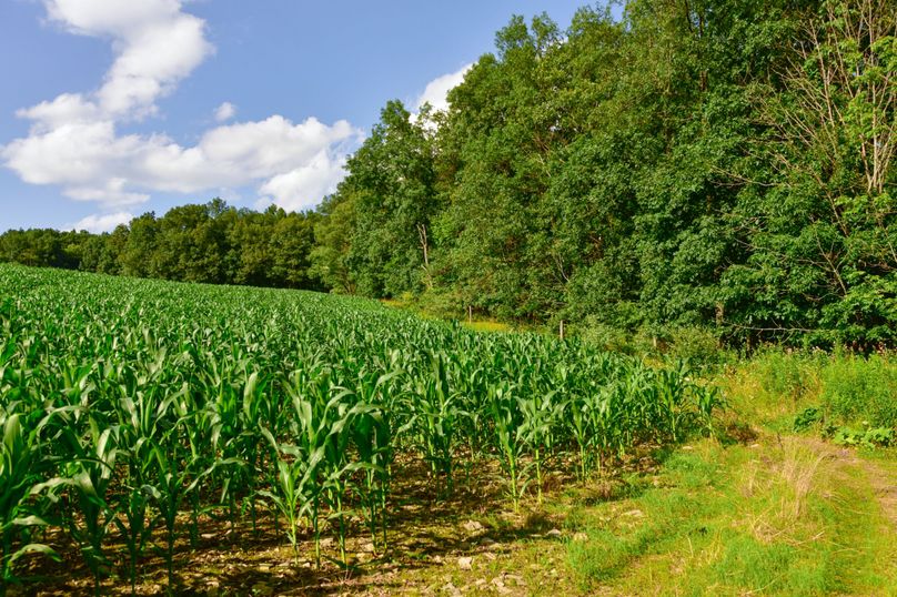 Chemung 285.49 rockefeller 36