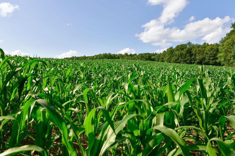 Chemung 285.49 rockefeller 37