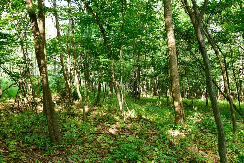 Chemung 285.49 rockefeller 38