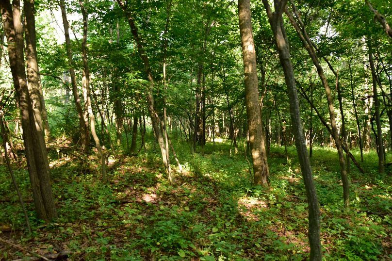 Chemung 285.49 rockefeller 39